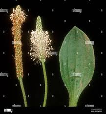 Attēlu rezultāti vaicājumam “Plantago media leaf”