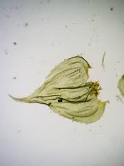 Attēlu rezultāti vaicājumam “Hylocomiastrum umbratum”