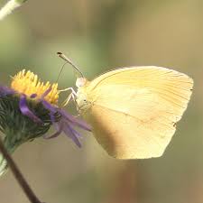 Attēlu rezultāti vaicājumam “Athelia pyriformis”