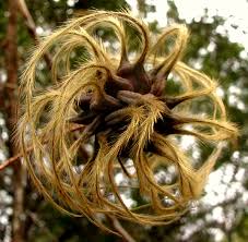 Attēlu rezultāti vaicājumam “Clematis fruit”