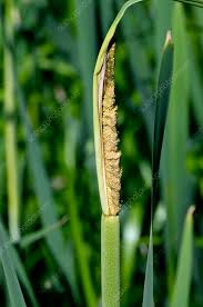 Attēlu rezultāti vaicājumam “Typha latifolia fruit”