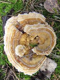Attēlu rezultāti vaicājumam “Trametes ochracea”
