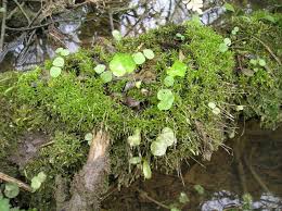 Attēlu rezultāti vaicājumam “Timmia megapolitana”