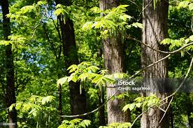 Attēlu rezultāti vaicājumam “Juglans mandshurica female flower”