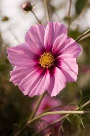 Image result for Schmuckkörbchen