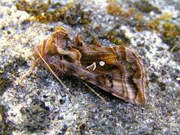 Attēlu rezultāti vaicājumam “Autographa pulchrina”