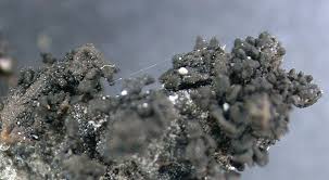 Attēlu rezultāti vaicājumam “Collema”