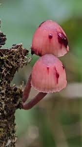 Attēlu rezultāti vaicājumam “Didymium squamulosum spores”