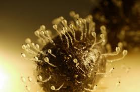 Attēlu rezultāti vaicājumam “Pilobolus crystallinus”