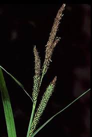 Attēlu rezultāti vaicājumam “Carex acutiformis”