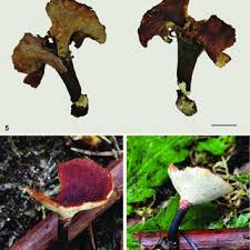 Attēlu rezultāti vaicājumam “Polyporus tubaeformis”