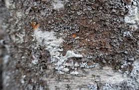 Attēlu rezultāti vaicājumam “Sclerophora coniophaea”