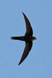 Image result for Apus pacificus