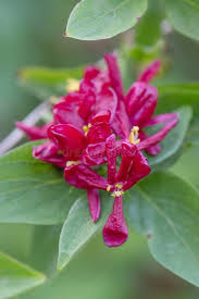 Attēlu rezultāti vaicājumam “Lonicera tatarica bud”