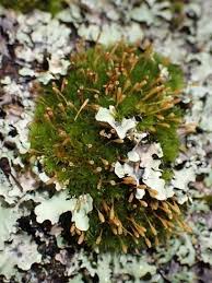 Attēlu rezultāti vaicājumam “Ulota crispa”