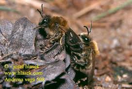 Attēlu rezultāti vaicājumam “Andrena vaga”