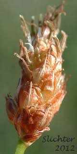 Attēlu rezultāti vaicājumam “Schoenoplectus lacustris subsp. glaucus bud”