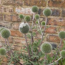 Image result for Echinops spaerocephalus