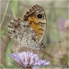 Attēlu rezultāti vaicājumam “Lasiommata maera underside”