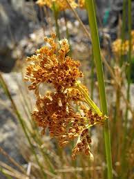 Attēlu rezultāti vaicājumam “Juncus effusus”