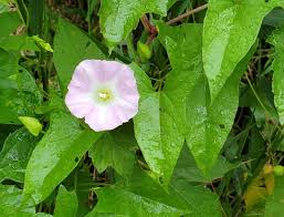 Attēlu rezultāti vaicājumam “Calystegia sepium”