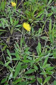 Image result for Hieracium pilosella