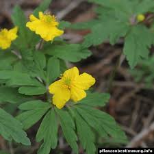 Attēlu rezultāti vaicājumam “Anemone ranunculoides bud”