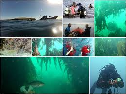 Image result for Stornoway Canoe Club