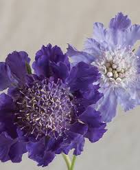 Image result for scabiosa caucasica