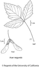 Attēlu rezultāti vaicājumam “Acer negundo leaf”