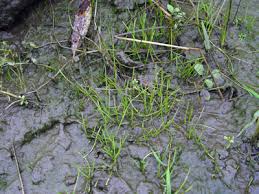 Attēlu rezultāti vaicājumam “Limosella aquatica”