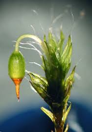 Attēlu rezultāti vaicājumam “Grimmia pulvinata”