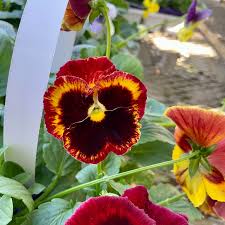 Image result for Viola x wittrockiana `Hiemalis`
