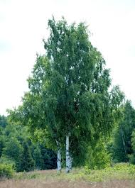 Attēlu rezultāti vaicājumam “Betula pendula var. carelica”
