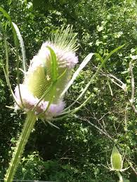 Attēlu rezultāti vaicājumam “Dipsacus fullonum fruit”