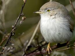 Image result for Sylvia nana