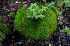 Attēlu rezultāti vaicājumam “Dicranum majus”