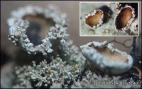 Attēlu rezultāti vaicājumam “Parmelia submontana”