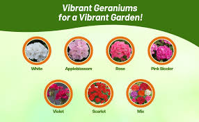 Attēlu rezultāti vaicājumam “Geranium bohemicum fruit”