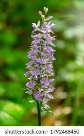 Attēlu rezultāti vaicājumam “Dactylorhiza majalis subsp. baltica leaf”