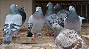 Image result for Abbeyton & Broomfield Racing Pigeons