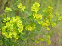 Attēlu rezultāti vaicājumam “Euphorbia cyparissias fruit”