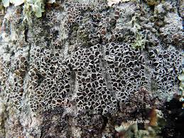 Attēlu rezultāti vaicājumam “Lecanora chlarotera”