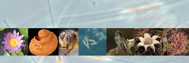 Attēlu rezultāti vaicājumam “Platyptilia sp.”