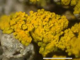 Attēlu rezultāti vaicājumam “Cystocoleus ebeneus”