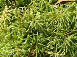 Attēlu rezultāti vaicājumam “Hylocomiastrum umbratum”