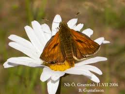 Attēlu rezultāti vaicājumam “Ochlodes sylvanus male”