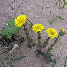 Attēlu rezultāti vaicājumam “Tussilago farfara leaf”