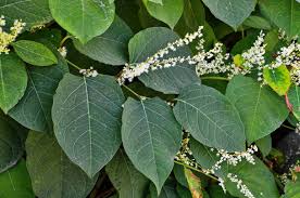 Attēlu rezultāti vaicājumam “Reynoutria sachalinensis”