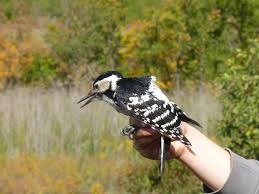 Attēlu rezultāti vaicājumam “Dendrocopos leucotos female”